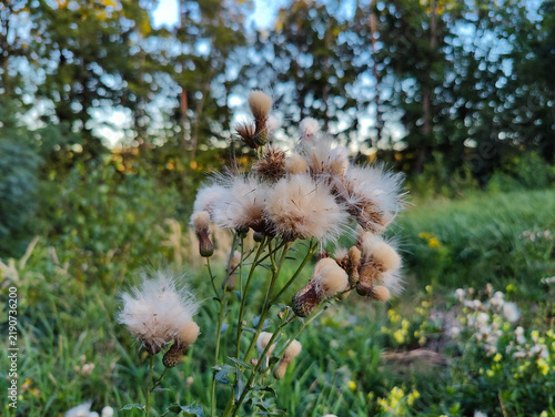Foto Close-up of thistle seed heads with soft, feathery seeds in a lush green meadow, surrounded by wildflowers and trees