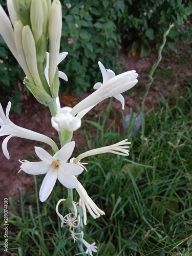 White tuberose (Polianthes tuberosa) flowers blooming on a tall green stem, showcasing fragrant star-shaped blossoms in a natural garden setting with lush foliage.