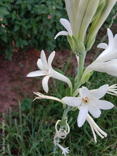 White tuberose (Polianthes tuberosa) flowers blooming on a tall green stem, showcasing fragrant star-shaped blossoms in a natural garden setting with lush foliage.