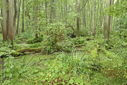 Bild auf Leinwand Erlenbruchwald bei Plau am See