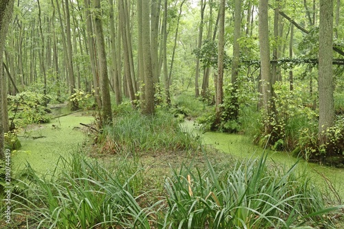 Erlenbruchwald bei Plau am See