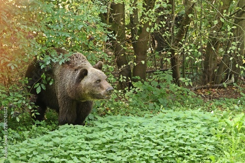 Europäischer Braunbär (Ursus arctos arctos) kommt aus dem Wald