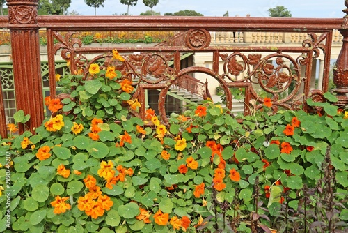 Blühende Große Kapuzinerkresse (Tropaeolum majus)  am Schweriner Schloss