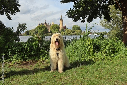 Goldendoodle am Schweriner See mit dem Schweriner Schloss im Hintergrund