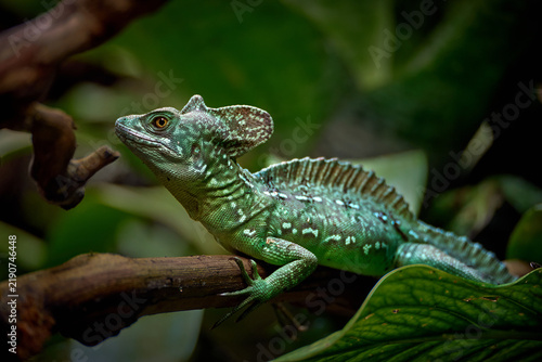 Green basilisk lizard sitting on branch in tropical rainforest. Closeup of plumed basilisk reptile with crest and orange eye among leaves. Wild exotic animal and jungle wildlife nature concept.