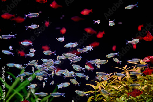 School of small tropical fish swimming in dark aquarium water with green aquatic plants. Red and silver tetra fish in home tank. Underwater wildlife, hobby fishkeeping and marine life concept.