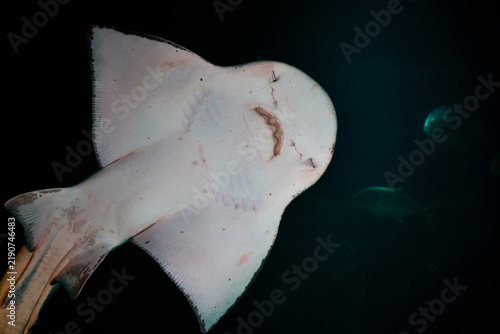 The lower part of the guitarfish’s body, ocean biodiversity, and the underwater world. The lower part of the guitarfish’s body, swimming in dark aquarium water. A bottom view of a stingray with broad 