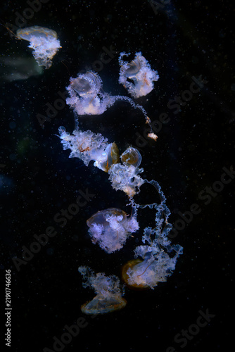 Photography Jellyfish swimming in deep dark ocean water