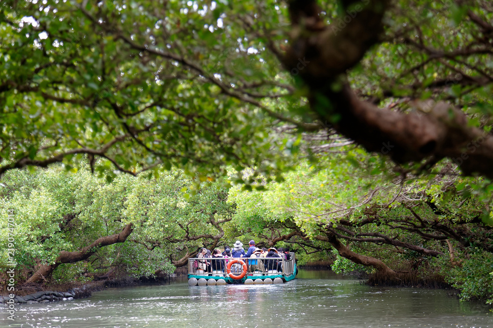 Obraz premium Tourists on a bamboo raft flowing down a stream & enjoying the view of beautiful greenery under the green tunnel of mangrove trees in Sihcao Wildlife Reserve in Taijiang National Park, Tainan, Taiwan