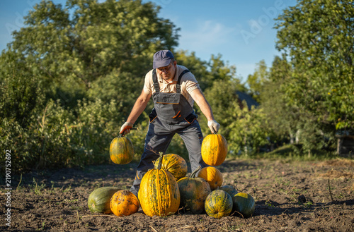A farmer gathers ripe pumpkins in a sprawling field, showcasing vibrant orange and yellow hues against a bright blue sky. The warm sunlight enhances the beauty of the harvest
