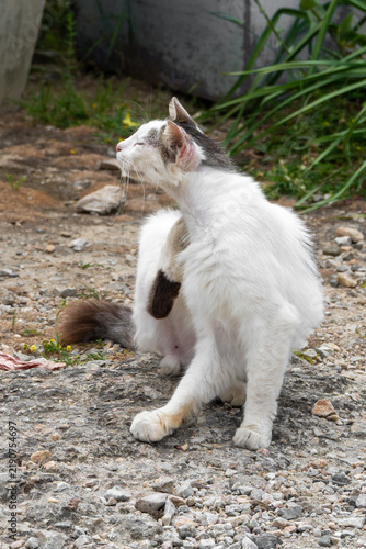 Stray cats on Alonissos, Greece