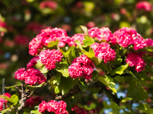 Pink hawthorn flowers, Crataegus laevigata, blooming on a tree in spring. Vibrant flower clusters surrounded by fresh green leaves against a softly blurred natural background. Photographed on May 10, 