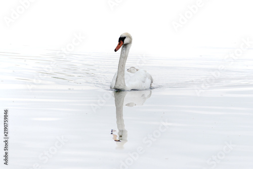 Canvastavla A mute swan swims with its young on its back on a calm lake, featuring a clear r