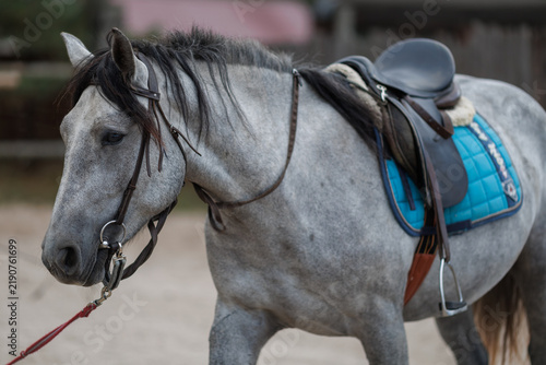Foto Close-up view of a grey horse with a saddle, bridle, and blue saddle pad standin