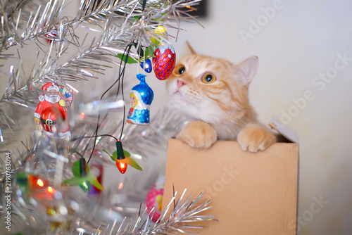 Foto Cat sniffing chocolate pine cone candy in a christmas box
