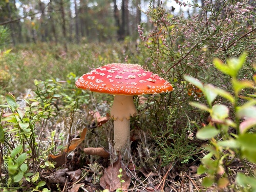 Foto Red fly agaric amanita muscaria mushroom in forest