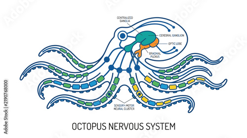 Bild auf Leinwand Octopus Nervous System Diagram - Isolated Illustration