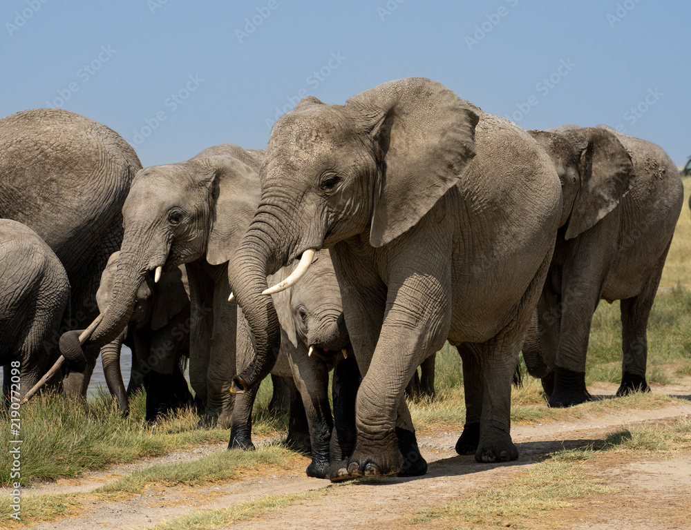 Fototapeta premium Herd of elephants walking by water
