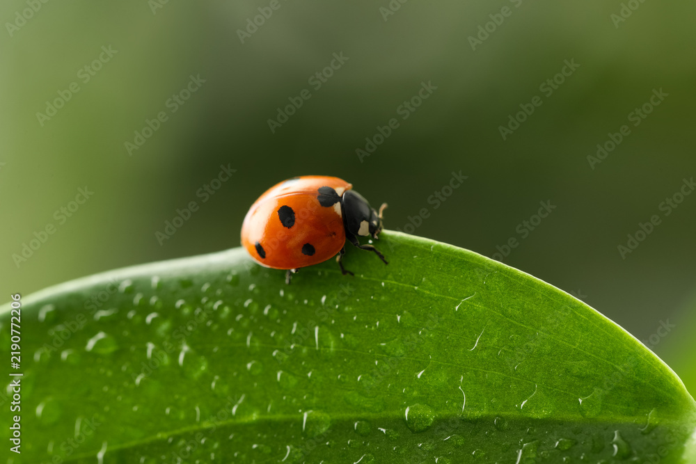 Fototapeta premium Biodiversity and environmental conservation, ladybug on a green leaf with water droplets nature and ecosystem health in a garden