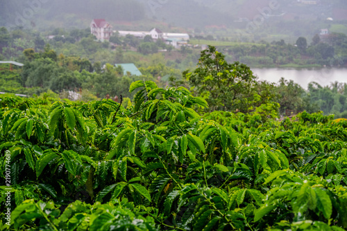 Принти на полотні Coffee plantation in Lam Dong Province