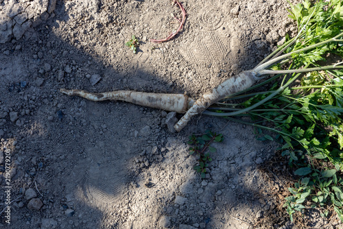 Konstfotografi Freshly harvested parsley root lying on the ground with traces of soil