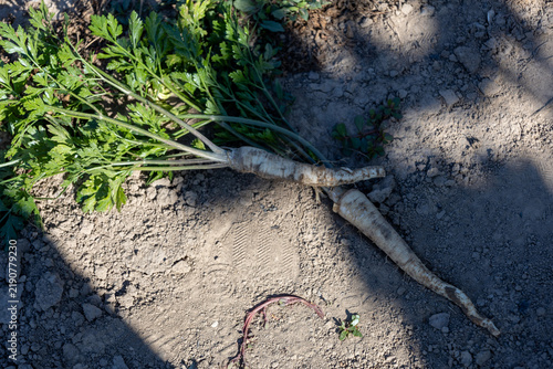 Photography Freshly harvested parsley root lying on the ground with traces of soil