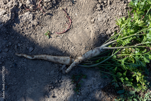 Konstfotografi Freshly harvested parsley root lying on the ground with traces of soil