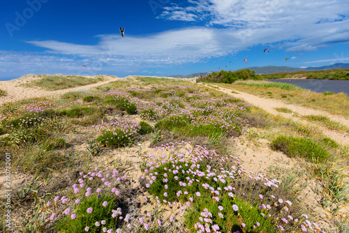 Obraz na płótnie Pink flowers blooming on sand dunes by the sea under a cloudy sky, Sardinia, Sas