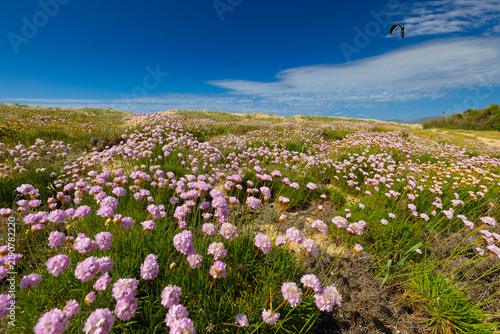 Foto Pink flowers blooming on sand dunes by the sea under a cloudy sky, Sardinia, Sas