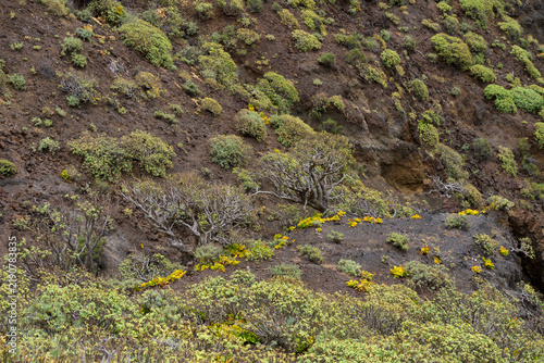 Obraz na plátne Wild euphorbia shrubs on volcanic slope