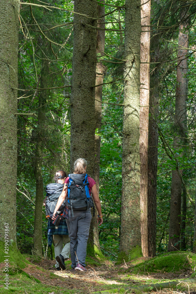 Fototapeta premium Hikers Walking Through Sunlit Spruce Forest on St Olav Ways Sweden