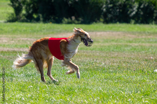 Plakat Borzoi - Russian sighthound running in a meadow