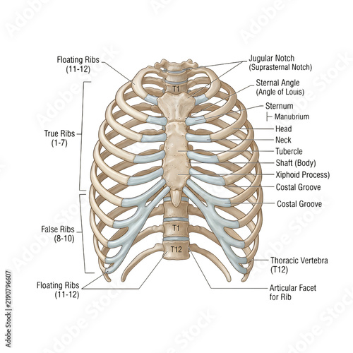 Human rib cage and spine anatomical illustration with labeled bones
