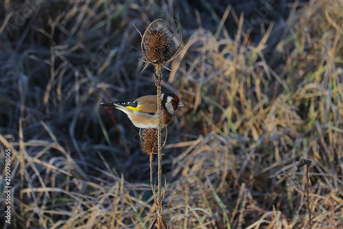 Quadro su tela A European goldfinch sits on a prickly, dry teasel flower.