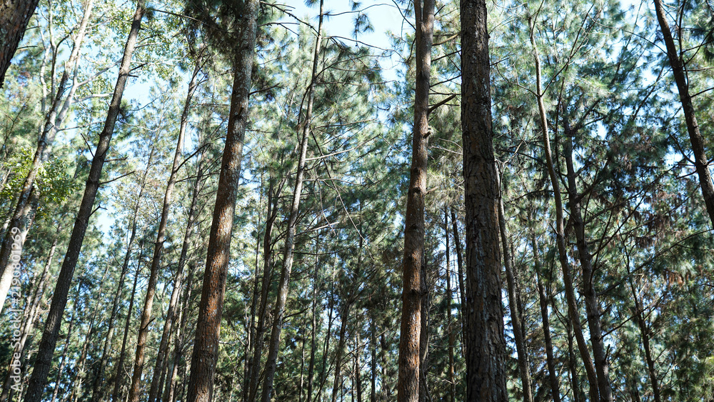 Obraz premium Pine forest low angle view with tall trees against blue sky