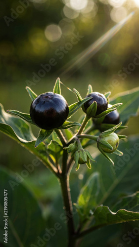 Fotografie Ripe Atropa belladonna berries hanging from slender curved pedicels