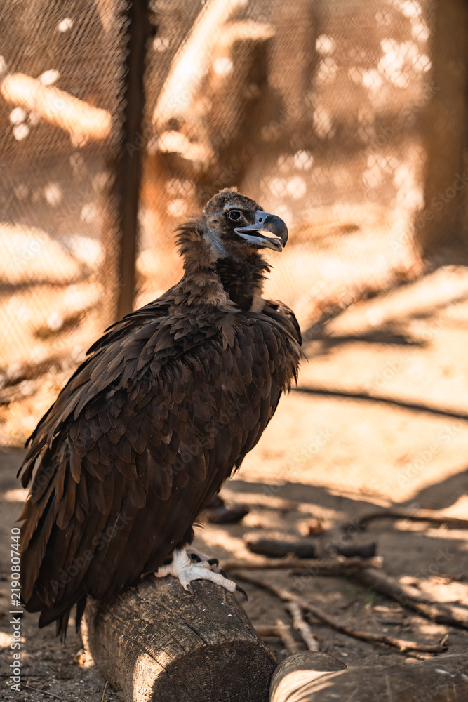 Fototapeta premium Cinereous vulture standing on a wooden log in an outdoor wildlife enclosure under bright natural sunlight, with a natural background.