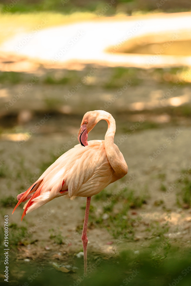 Fototapeta premium Pink flamingo standing on one leg and grooming its feathers in an outdoor park with natural vegetation and bright sunlight.