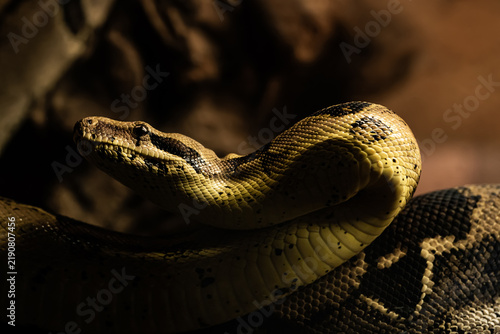 Bild auf Leinwand Close-up of a boa constrictor resting on a textured surface, showing detailed scales and natural body patterns in soft ambient light