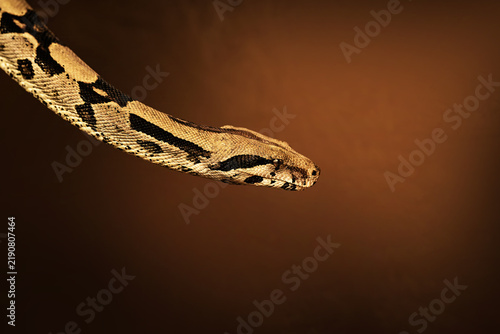 Bild auf Leinwand Close-up view of a boa constrictor head showing detailed scales and natural markings against a softly blurred dark brown background