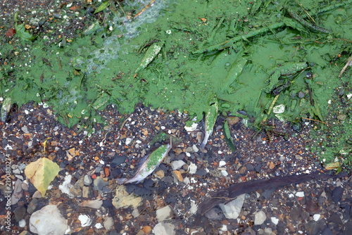 Fotografie Dead fish and algae along the edge of a shallow body of water