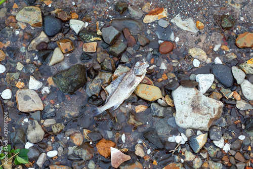 Dead fish lying among wet pebbles and shallow water covered with green algae