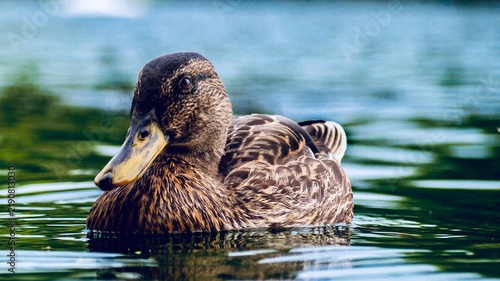 Fotografie Female mallard duck swimming calmly on reflective water in a natural wetland setting