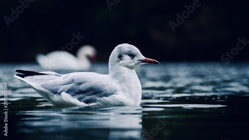 Quadro su tela Black-headed gull swimming calmly on dark reflective water with a softly blurred swan in the background