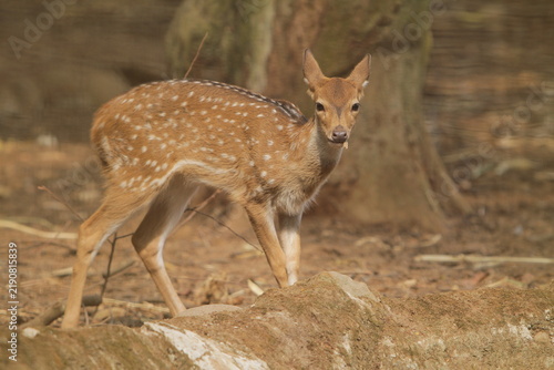 Foto A cute axis deer fawn stands alone in a barren field, gazing at the camera on a