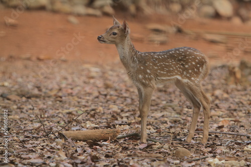 Quadro su tela A cute axis deer fawn is wandering alone in a barren field in the morning