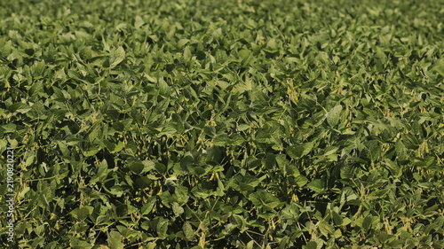 Medium shot of a dense and lush green soybean field growing during summer, agricultural crop background.
