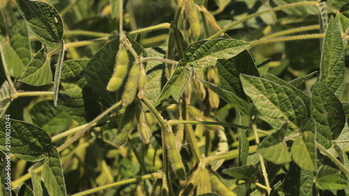 Close-up of green soybean pods growing on a plant in an agricultural field, selective focus.