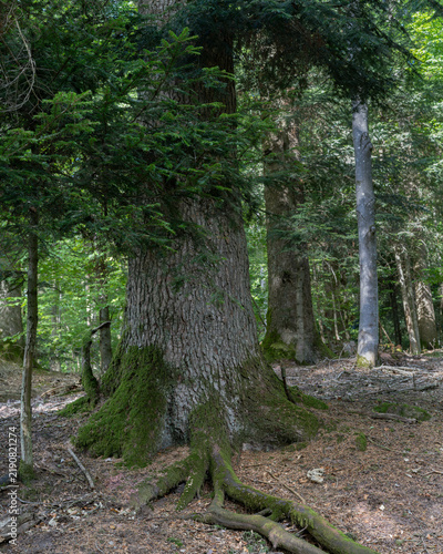 chêne bien enraciné dans la forêt