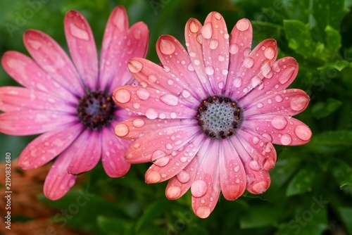 Canvas Print Close-up view of vibrant pink African daisy flowers covered in fresh morning dew